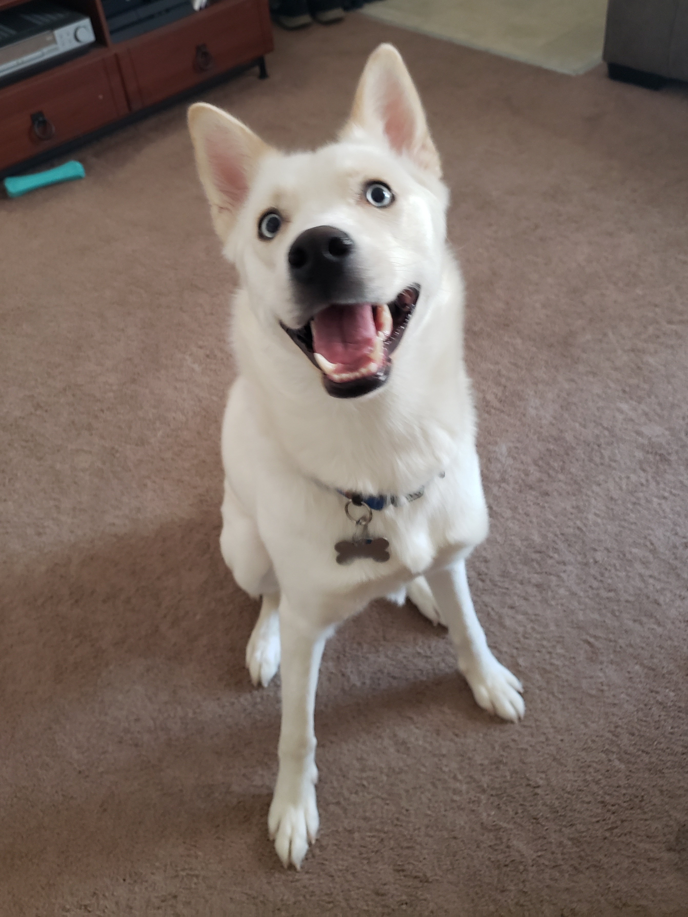 My pet siberian husky Io